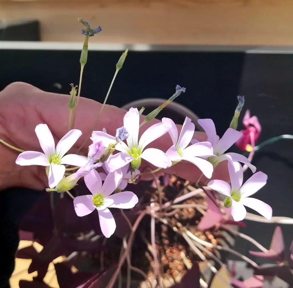 紫色幸运草养殖方法,紫色幸运草冬天怎么养护