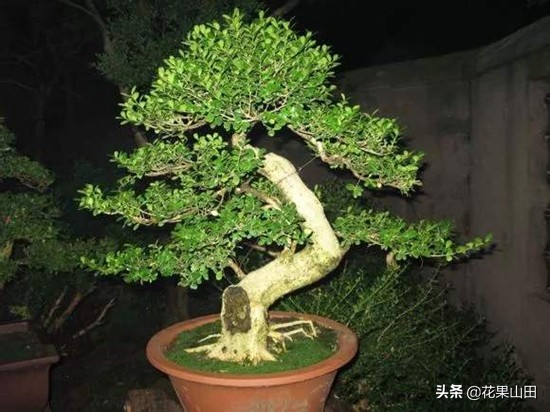 怎样防止小叶黄杨结籽,黄杨枯萎黄叶掉叶补救方法