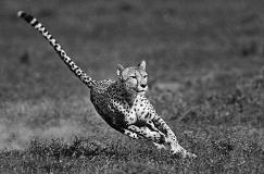 狗到底可以吃海带吗,狗多大可以吃海带