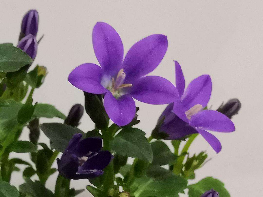 紫色风铃草花,有一种花叫风铃花它的花语