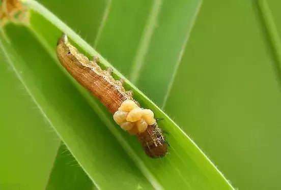 田间益虫到底有多可怕,农业益虫一览表