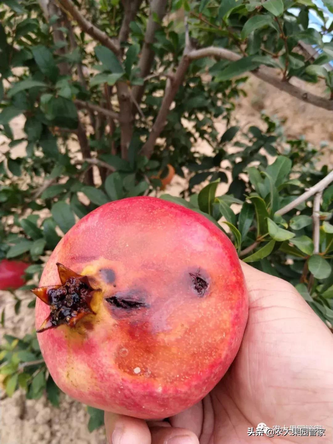 果实蝇危害柑橘的防治方法,果实蝇的危害到几月份