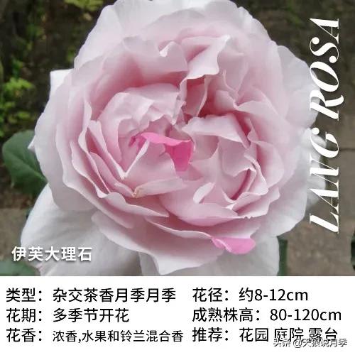 月季控对美的极致追求，尽在伊芙系列