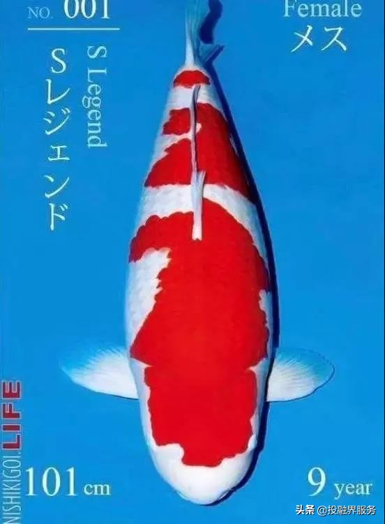 一条鱼卖了296万人民币,一条鱼卖出347万元的价格值不值