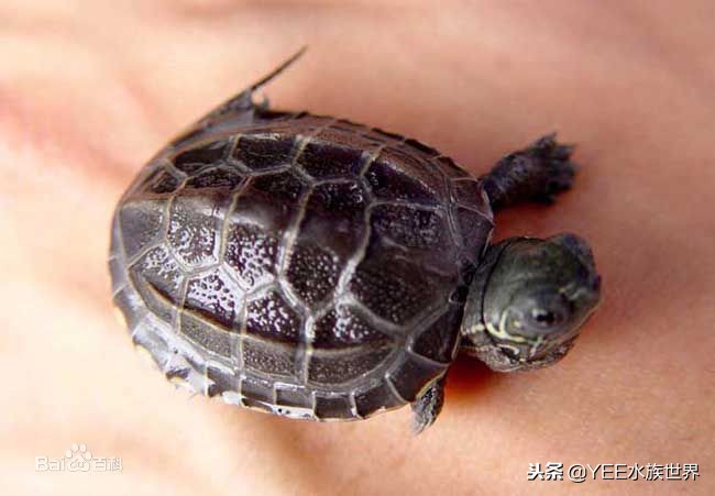新手养龟误区看看你中了几个,新手养龟容易遇到的问题怎样处理