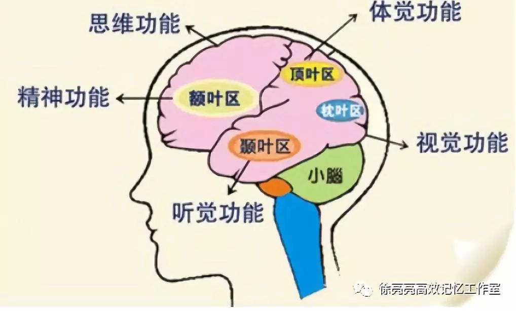 神奇的大脑皮层图片,神奇的大脑