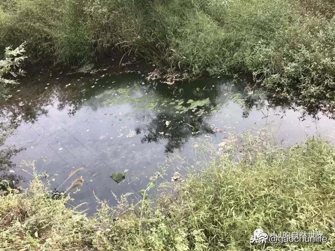 大草龟和小草龟谁好养,变异草龟和草龟的区别