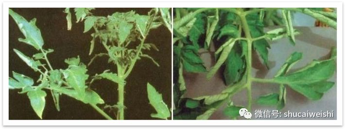番茄缺镁有什么症状,番茄病毒病的防治和缺素防治