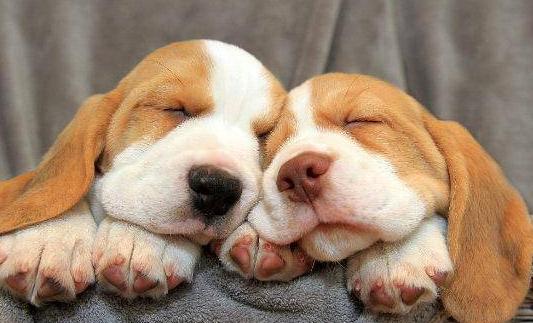 养狗的人最忌讳一句话,养狗的十条忠告