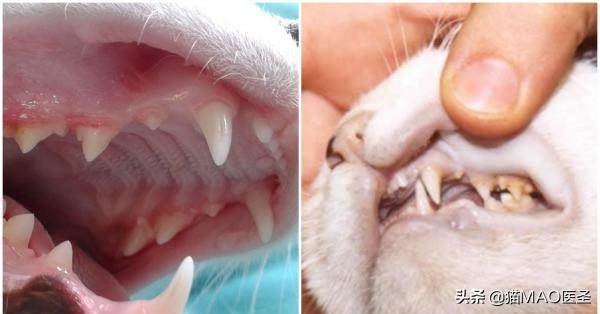 猫消化不良治疗费用,猫消化不良的症状表现