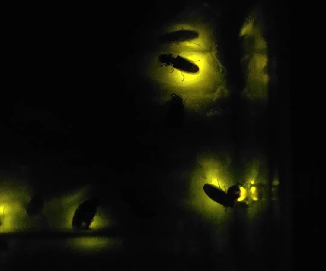 5cm长的萤火虫,通体发光的萤火虫