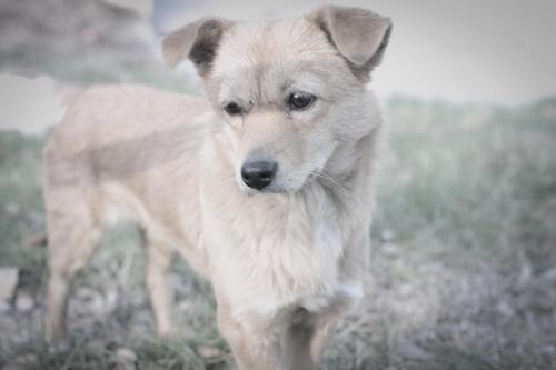 新生儿和狗狗有一样的胎记,狗狗去世和宝宝有一样的胎记