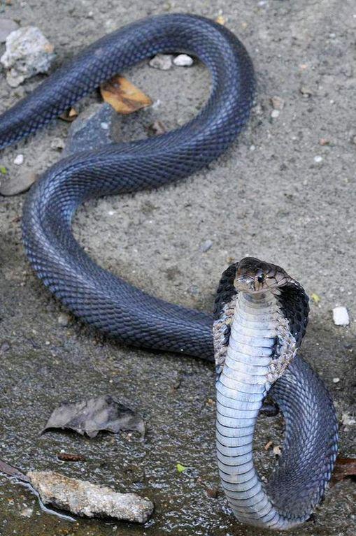 有毒蛇的蛇是真的吗,有毒蛇的小说大全