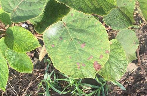 猕猴桃炭疽病怎么治疗,猕猴桃炭疽病褐斑病