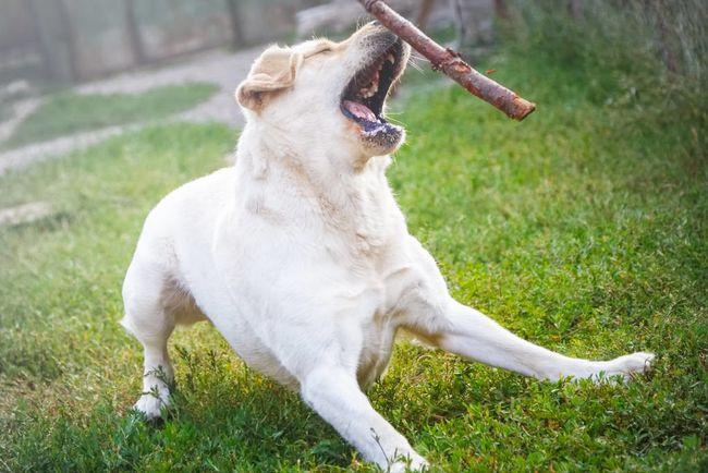 遇到恶狗攻击人如何自救,恶狗攻击人