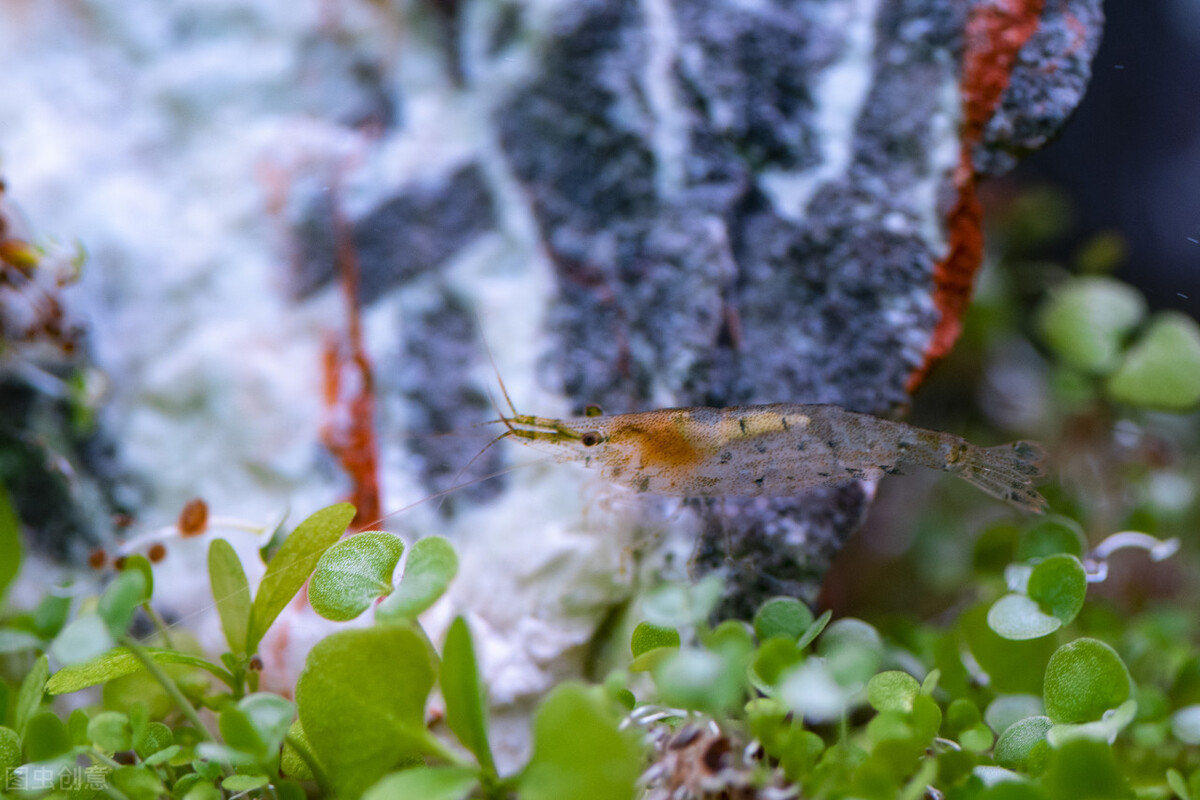 黑壳虾不好好除藻了,黑壳虾除藻有用吗