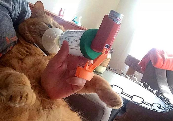 猫咪为什么变得异常警惕,猫哮喘和猫咳嗽怎么区分