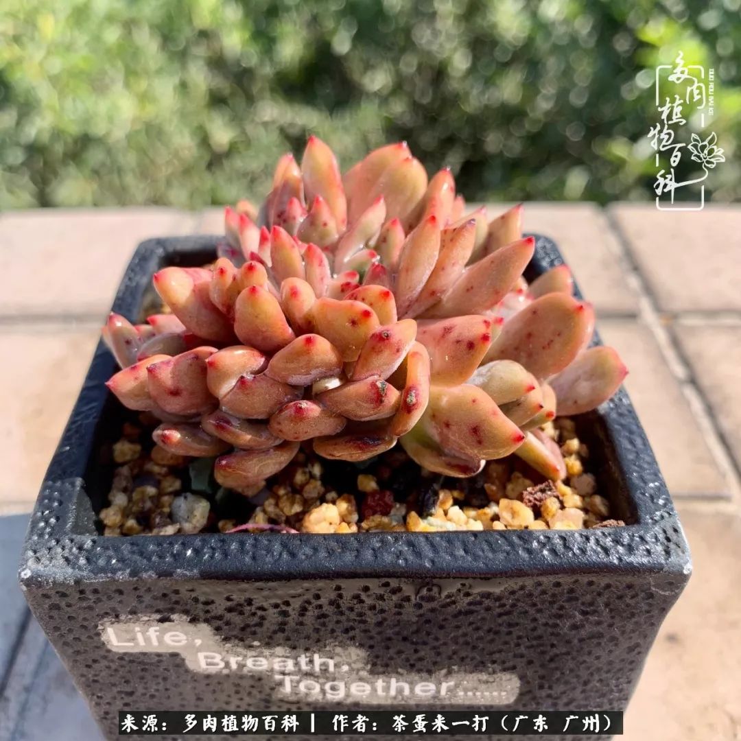 在冬日阳光下，记一个多肉小白的养肉历程