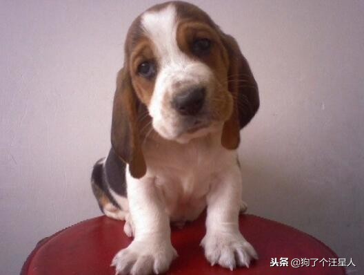 小狗吃哪种狗粮便宜又好,小狗吃什么狗粮好幼犬狗粮排行榜