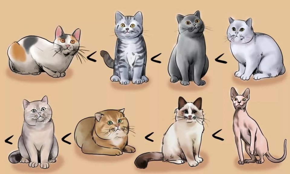 城市里养猫的人非富即贵,有多少人养猫家里有钱了