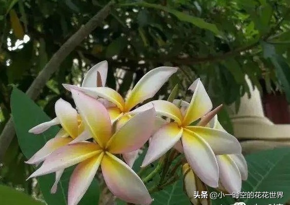 花花世界很美好下一句,花花世界很独特