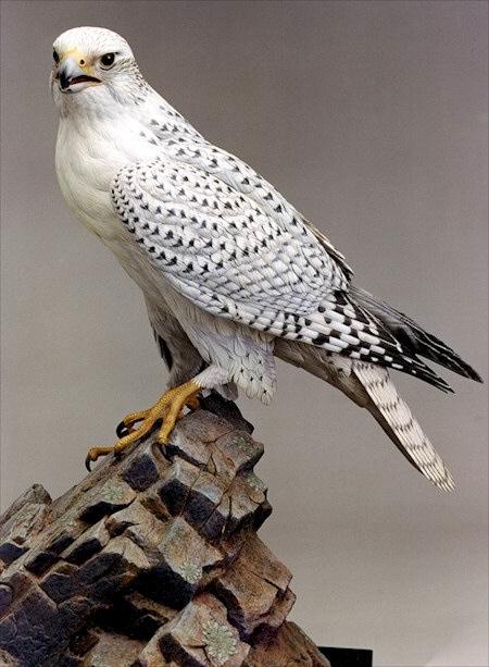 世界所有国家国鸟,世界各国国鸟大全