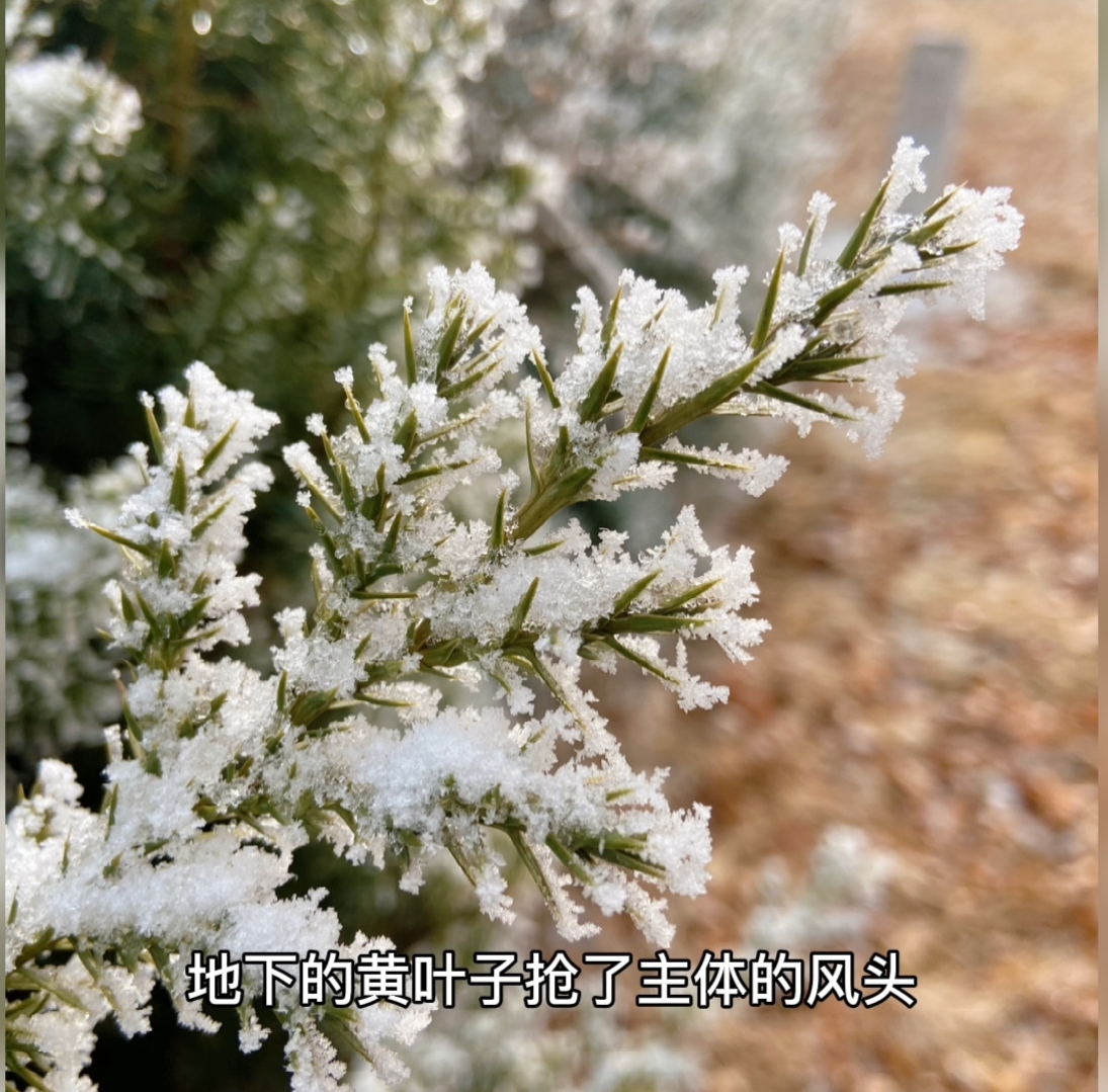 苹果手机拍照需要注意什么,一学就会的iphone手机摄影技巧