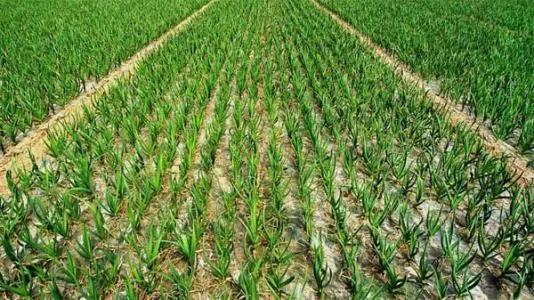 2022年大蒜估计比去年多吗,2020年大蒜种植的多吗