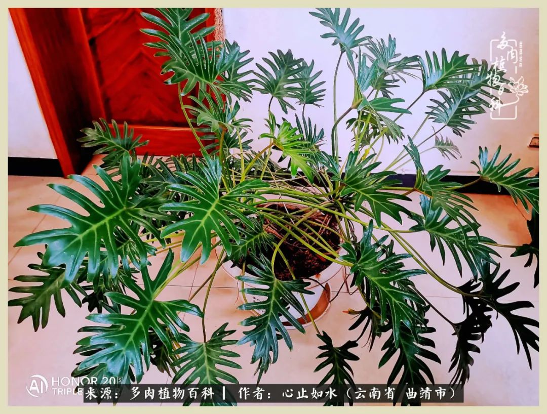 景德镇精品拇指多肉盆,轻奢多肉拇指盆3.5