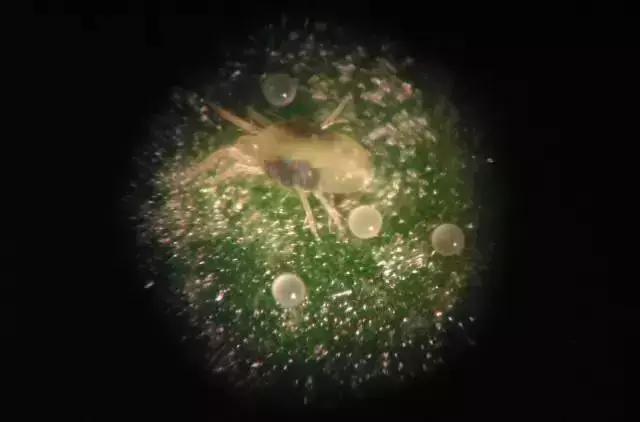 桃树虫害的防治在什么时间最好,桃树虫害防治全年用药图