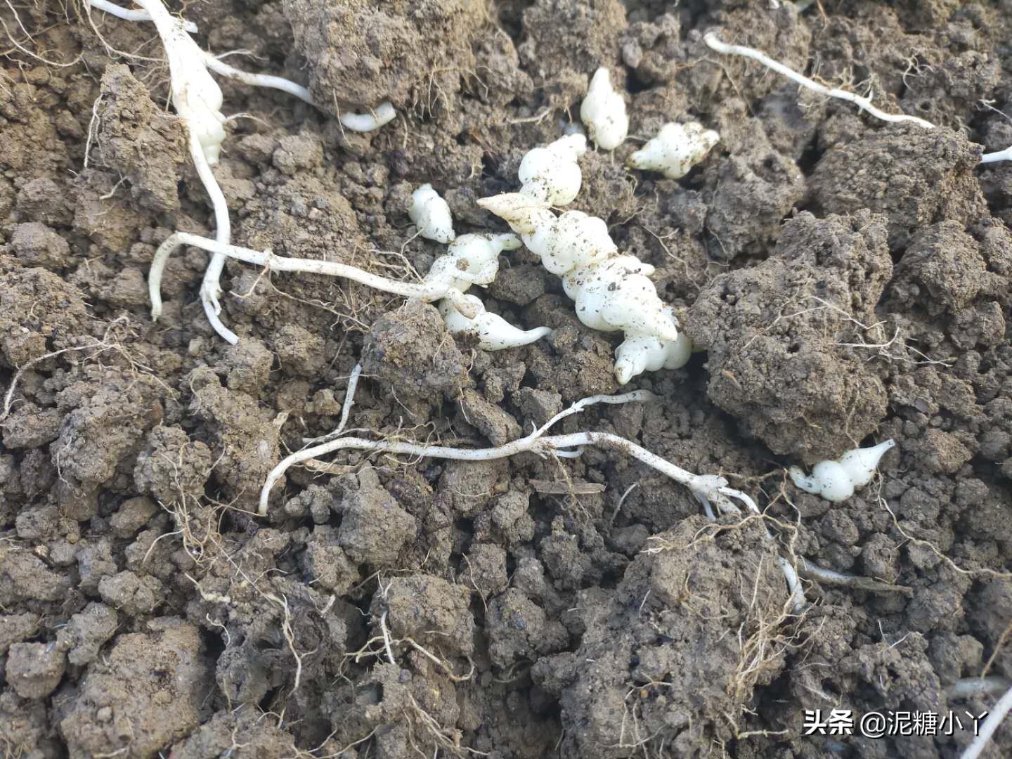 兄台请留步，南方农村里的菜你认识几种，进来说一说