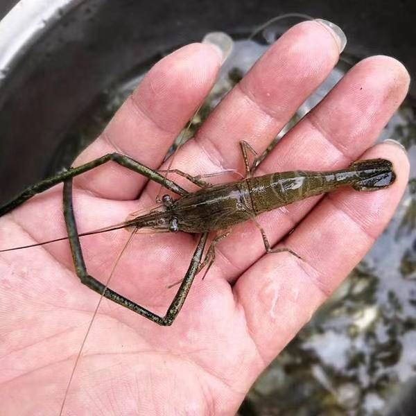 野生淡水虾最喜欢吃什么,野生河虾有哪几种