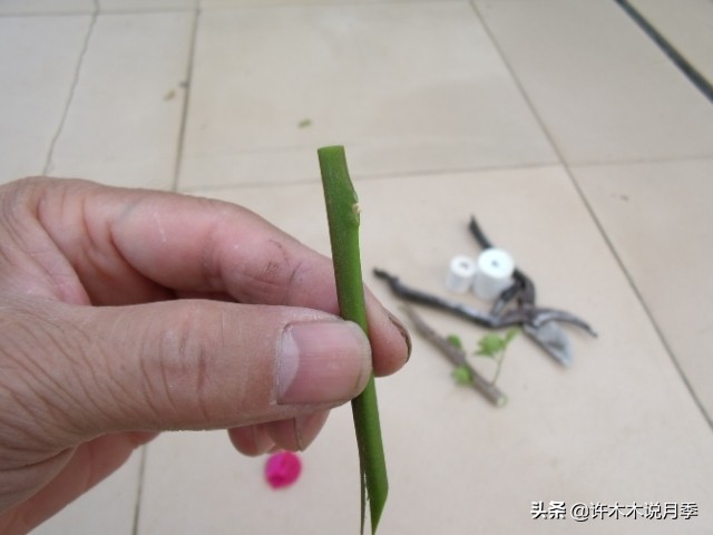 月季扦插长出愈伤组织后多久生根,如何判断月季是根瘤还是愈合组织