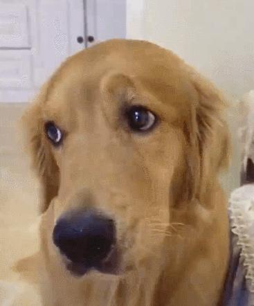 为什么这些狗狗当不了警犬，大型“反间计”现场