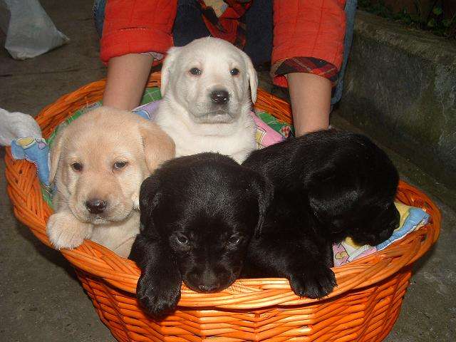 为什么拉布拉多最好看,拉布拉多养黑的好还是白的好