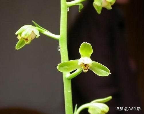 每日一品七律,每日一品茶叶