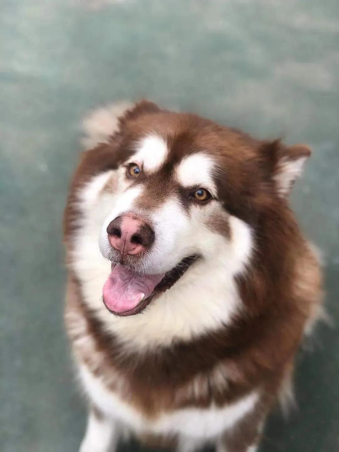 夏季狗狗咬人,夏天怎么防止狗狗挠人