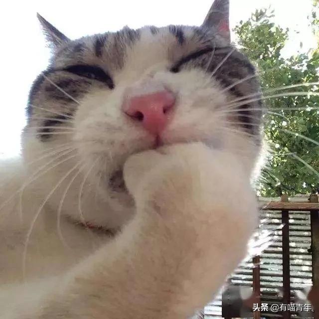 喷墨机为何突然对猫下此毒手?