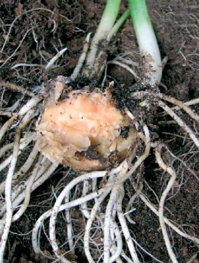 把郁金香种球剥了,把郁金香种子剥掉一层