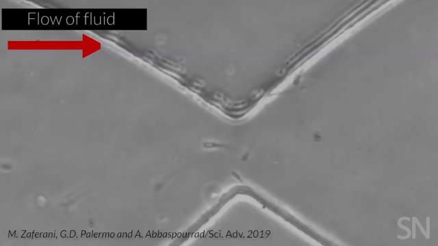 科学家研究精子运动过程，视频显示行动缓慢的毫不留情被淘汰了