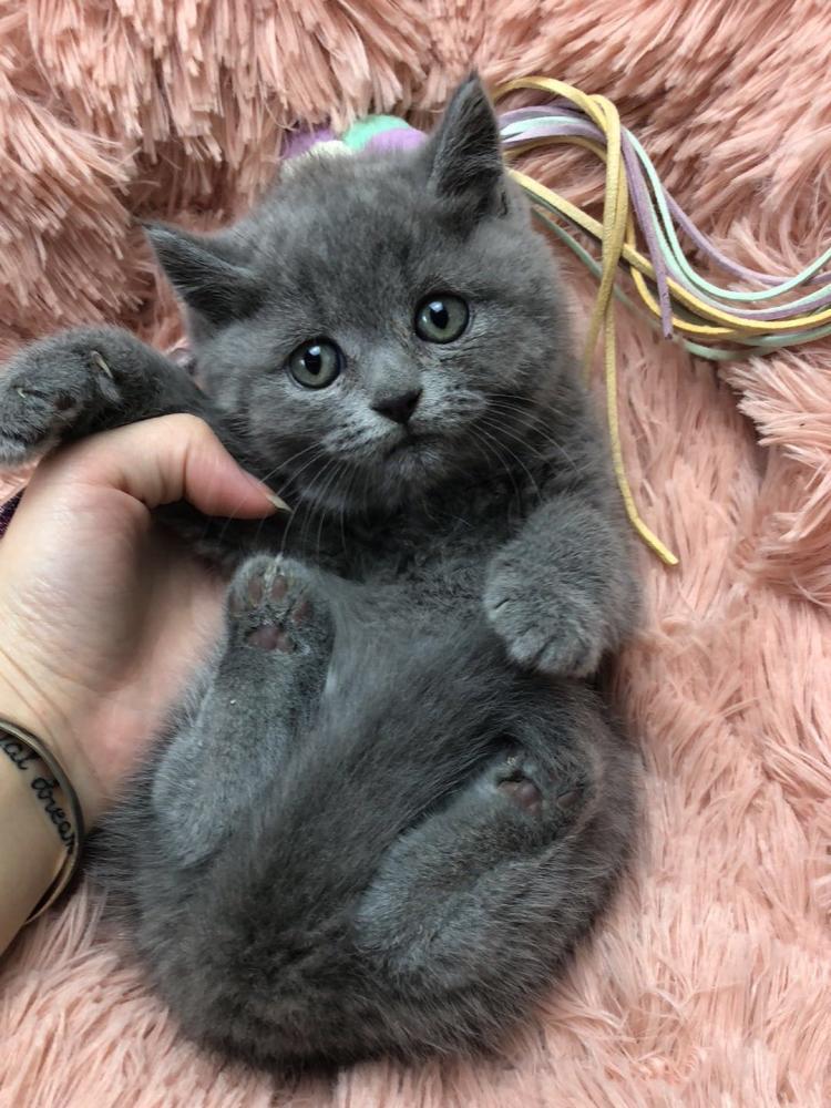 养猫选蓝白还是蓝猫,养猫养英短还是美短好