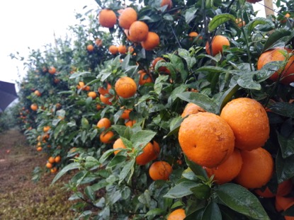 为什么批发的水果便宜,为什么批发市场的水果也不便宜