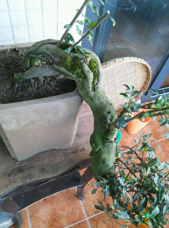 金弹子开花授粉时间,金弹子开花初期如何养护和管理