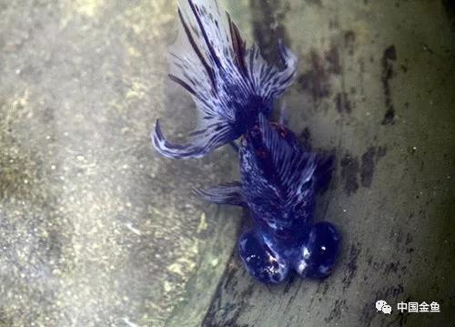 西安哪里有野生金鱼,消失的金鱼品种