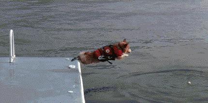 基基复唧唧，柯基战斗机，使出必杀技，底盘更贴地！