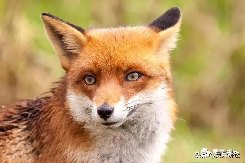 猎户杀生过多家中不宁,高人指点请来保家仙