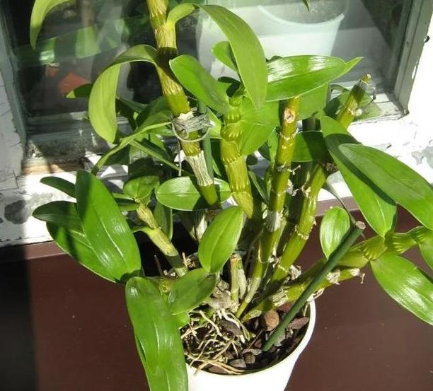 石斛兰叶子发黄怎么养,石斛兰多棵种在一个盆里会黄叶吗