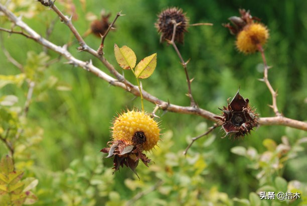 刺梨种植技术全过程,刺梨种植前景分析报告