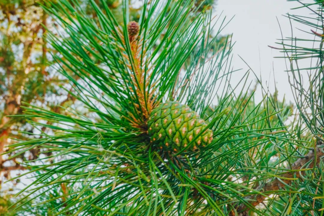 驾驶长安UNI-K从榆林启程一路北上鄂尔多斯观茫茫大漠