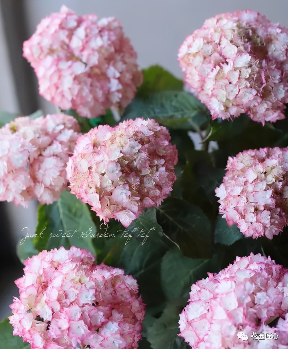 最漂亮的十种绣球,最省心的绣球